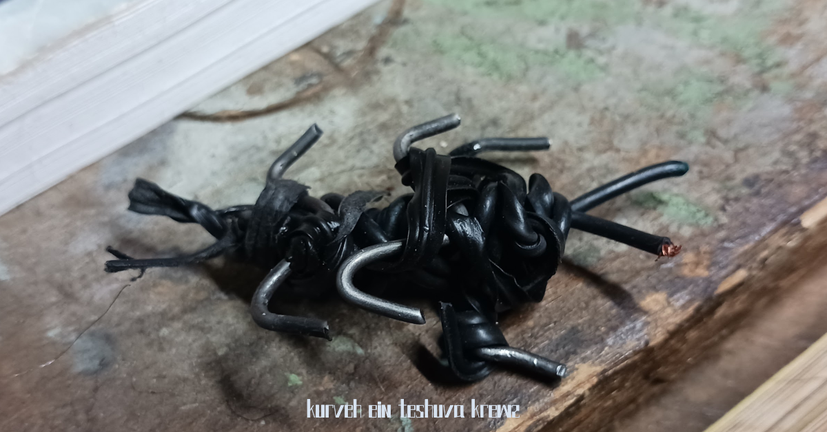 The Californica-Texasiolia Pteronarcy